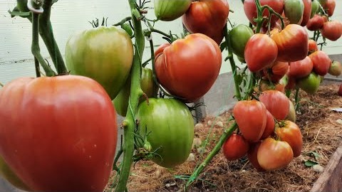 Сорт томатов  - Минусинский властелин