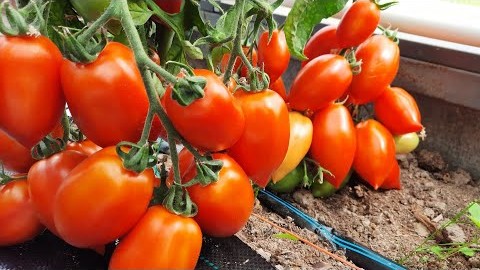 Проверенный сорт томатов  - Засолочный деликатес