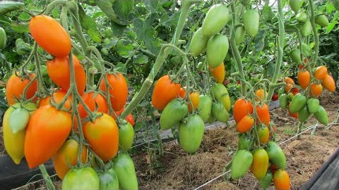 Проверенный сорт томатов Лисичка