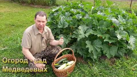 Урожай кабачков с гарантией