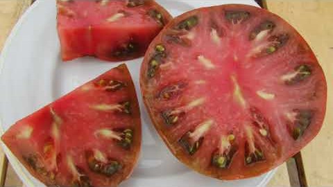 Проверенный сорт томатов - Углерод