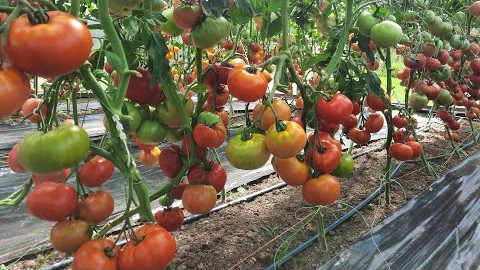 Проверенный сорт томатов  - Король ранних
