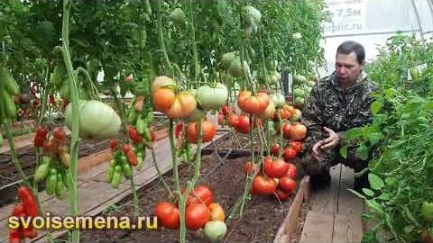 Сорт томатов - Минусинский лев - Супер урожайный крупноплодный красный сорт.