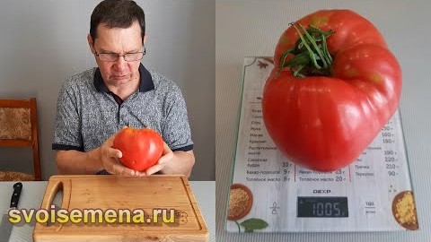 Проверенный сорт томатов - Минусинский великан