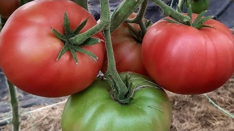 Проверенный сорт томатов Кардинал
