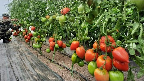 Проверенный сорт томатов  - Бычье сердце Классический