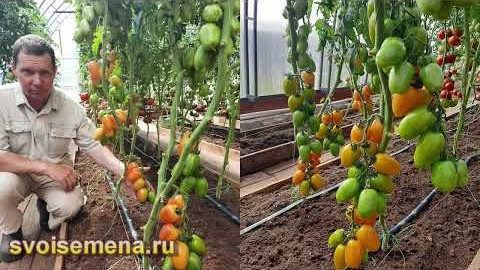 Проверенный сорт томатов  - Лисий хвост