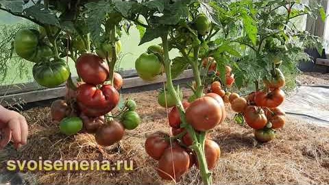 Проверенный сорт томатов - Гном Пурпл Рейгн