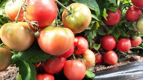 Проверенный сорт томатов  - Демидов