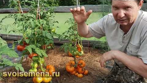 Проверенный сорт томатов - Гном Локстон