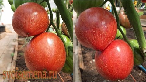 Проверенный сорт томатов "Алая заря"