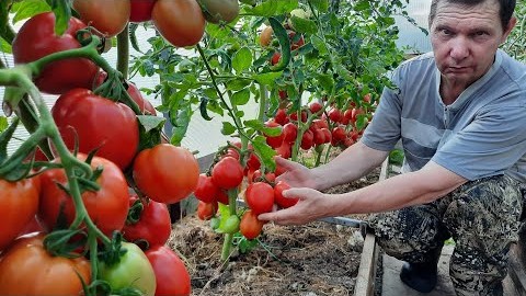 Урожайный, стабильный, детерминантный сорт томатов - Нерпа