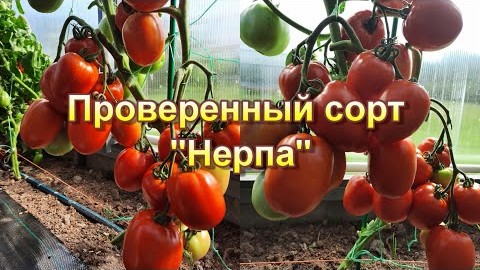 Проверенный сорт томатов "Нерпа"