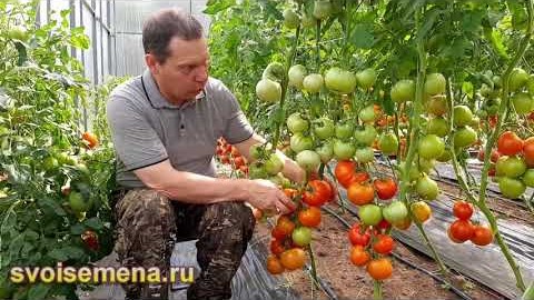 Проверенный сорт томатов 
