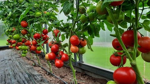 Проверенный сорт томатов - Видимо-невидимо