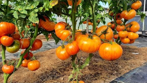 Проверенный сорт томатов - Гном ДСА