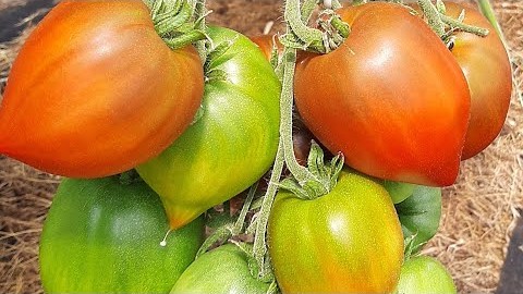 Проверенный сорт томатов Линнея сердце