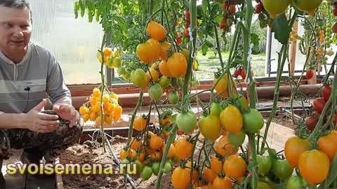 Проверенный сорт томатов - Лимон Лиана