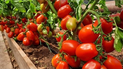 Очень урожайный, сливовидный  сорт томатов - Засолочный деликатес