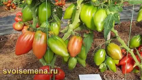 Проверенный сорт томатов  - Гном Головорез