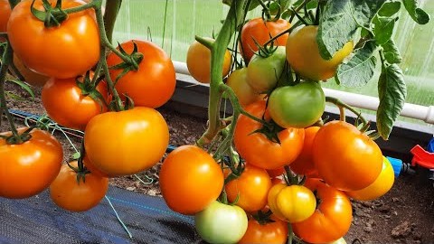 Проверенный сорт томатов  - Желтые шары