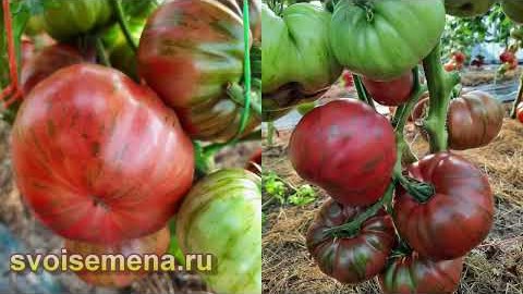 Проверенный сорт томатов  - Гном Аделаида