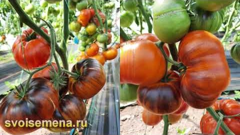 Проверенный сорт томатов  - Красавица под вуалью