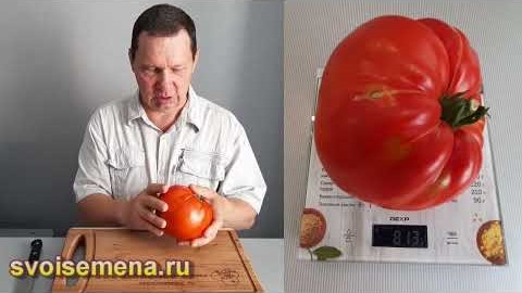 Сорт томатов - Президент 2022