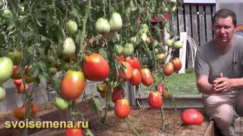 Проверенный сорт томатов  - Подсинское чудо