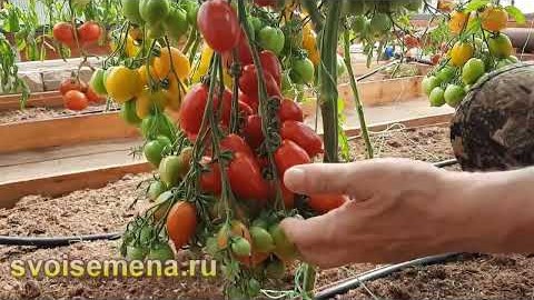 Проверенный сорт томатов  - Веер Сюзанны