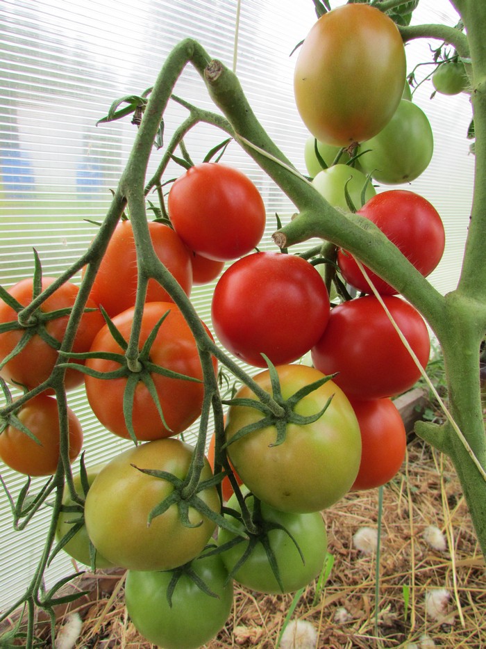 Сорт томатов Видимо-невидимо - Сорт рабочая лошадка, всегда с томатами.