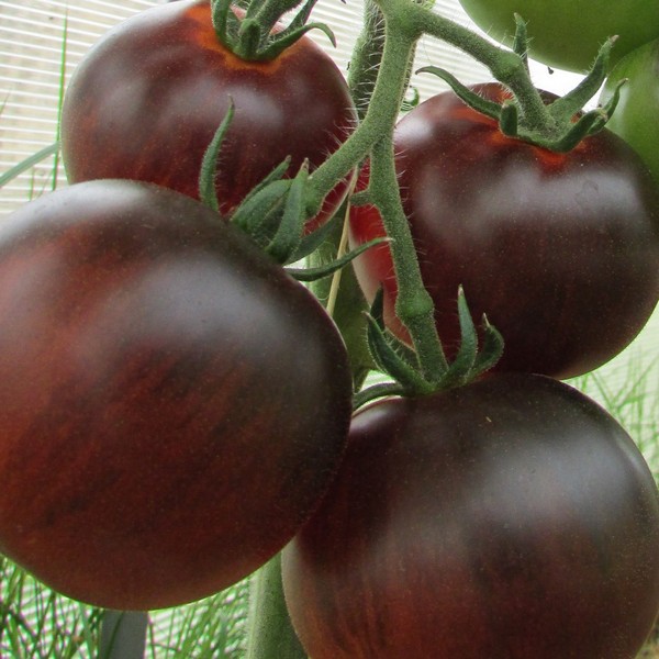 Проверенный сорт томатов Синий