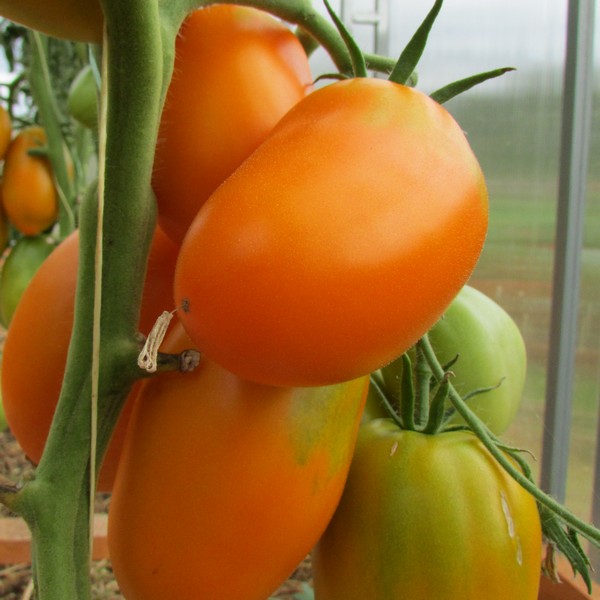 Проверенный сорт томатов - Золото Колчака