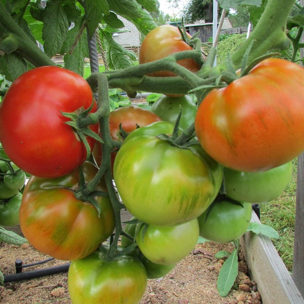 Проверенный сорт томатов - Старосельские