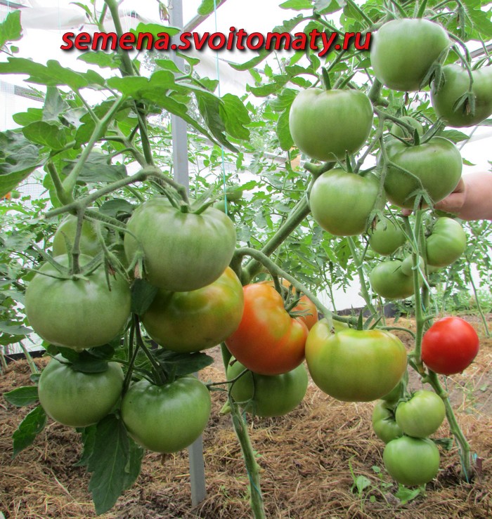 Проверенный сорт томатов - Старосельские