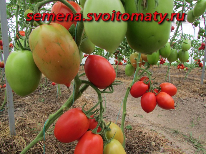 томат кремень характеристика